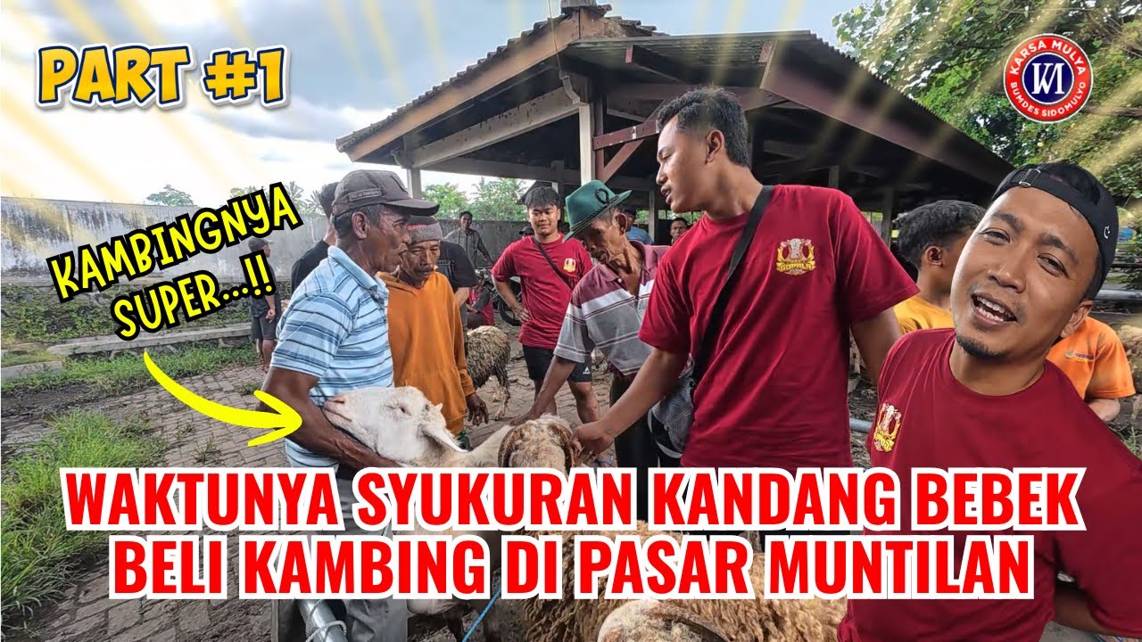 SERU NIH!! SYUKURAN KANDANG BEBEK BELI KAMBING DI PASAR MUNTILAN, MAGELANG #pasar #muntilan #kambing
