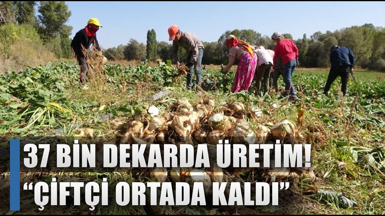 37 Bin Dönümde Pancar Üretimi! 