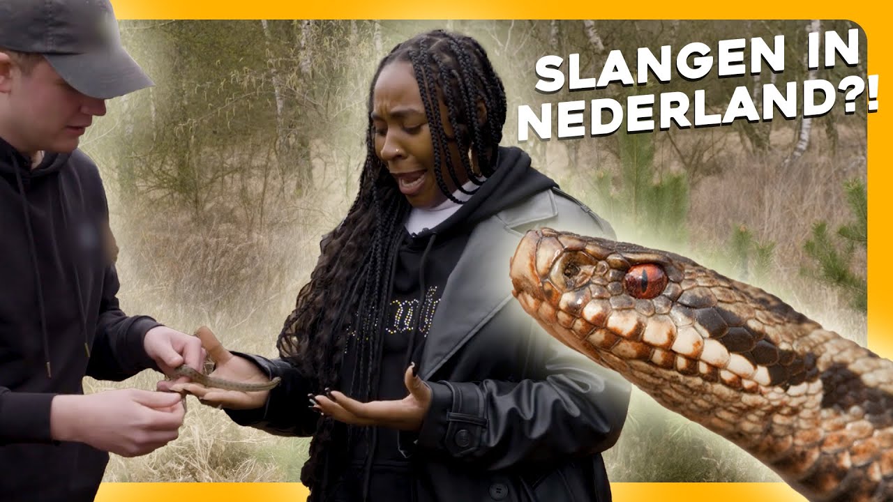 De (giftige) ADDER in Nederland | Maar Natuurlijk