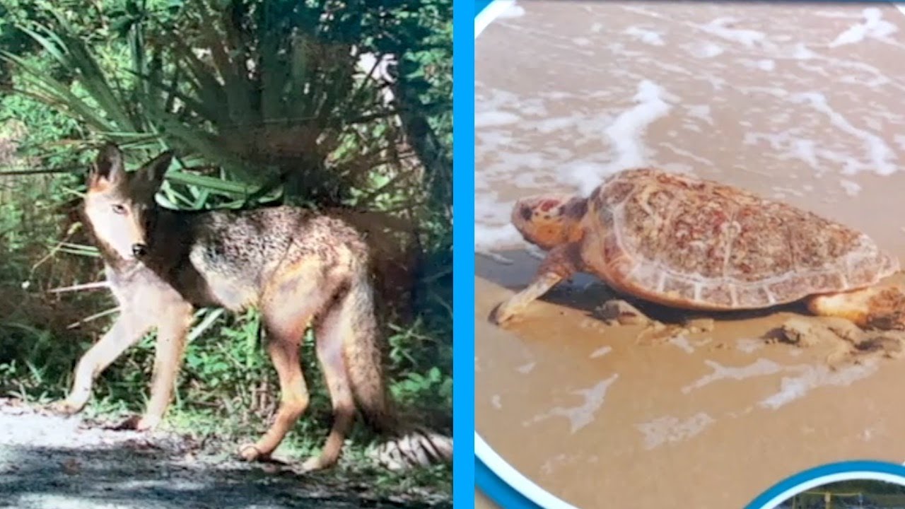 Sanibel council tables plan to lethally remove coyotes to protect sea turtle nests