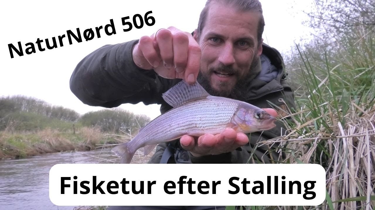 PÅ JAGT EFTER STALLING OG BÆKØRRED