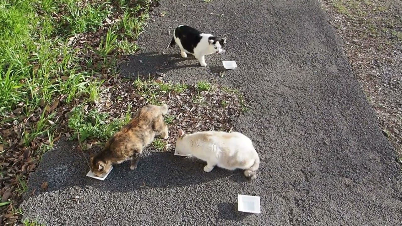 地域猫の暮らし2026/03/14 みんなでごはん,猫おじさん