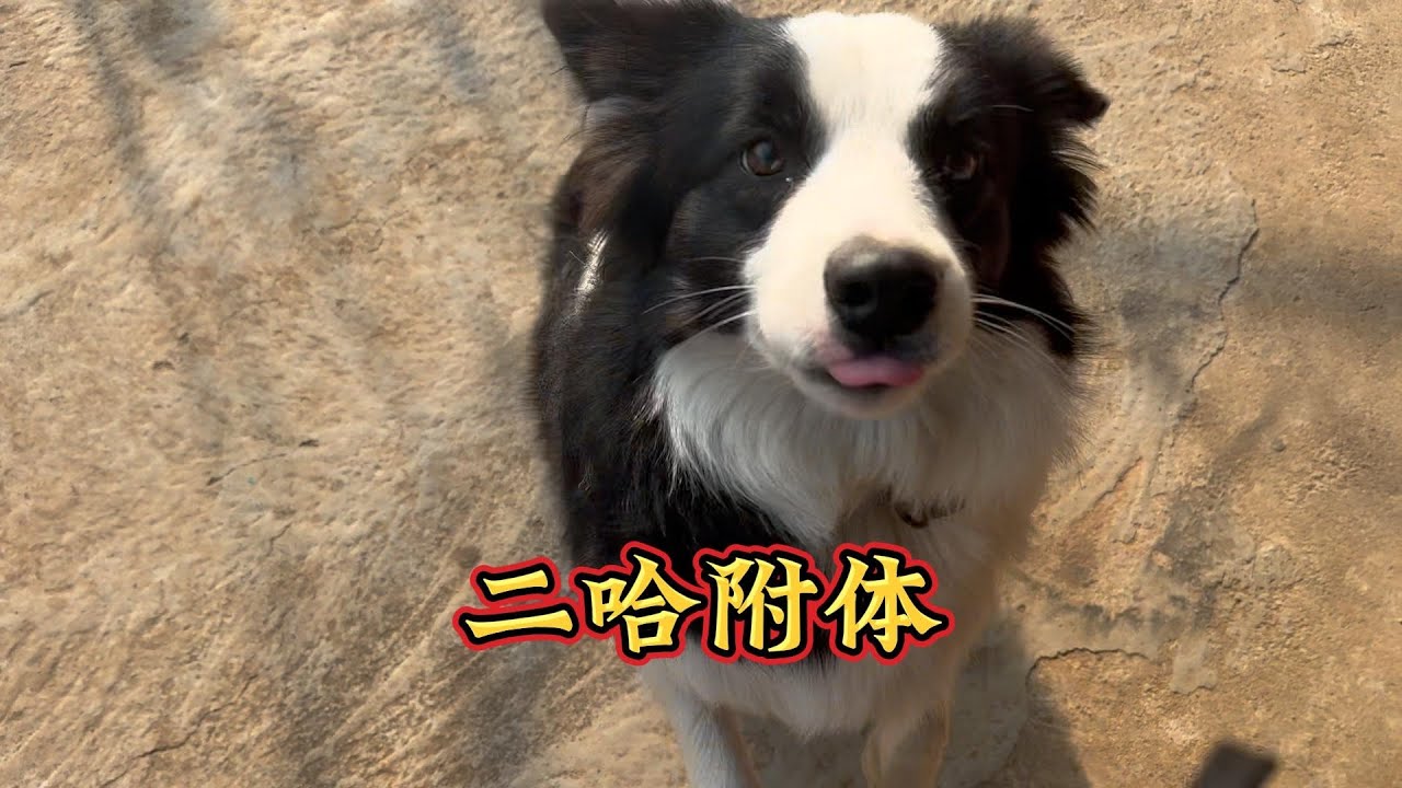 边牧拆家和二哈有一拼，当着你的面就是乖宝宝