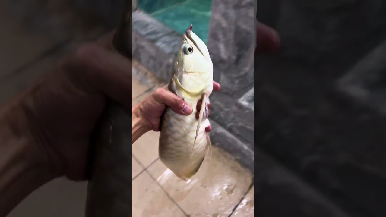One gulp takes down the dragonfish#Arapaima #AmazonPredatorFish