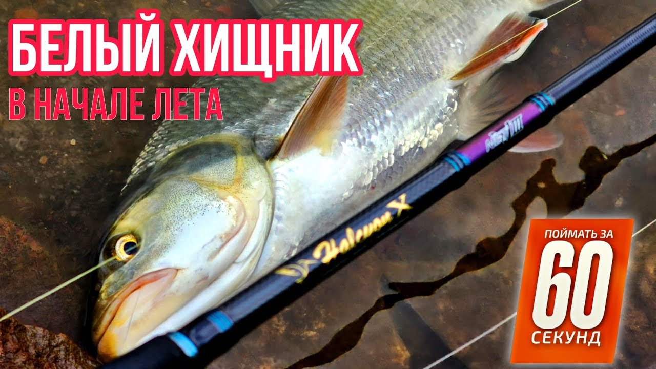 Белый хищник в начале лета. Где искать?