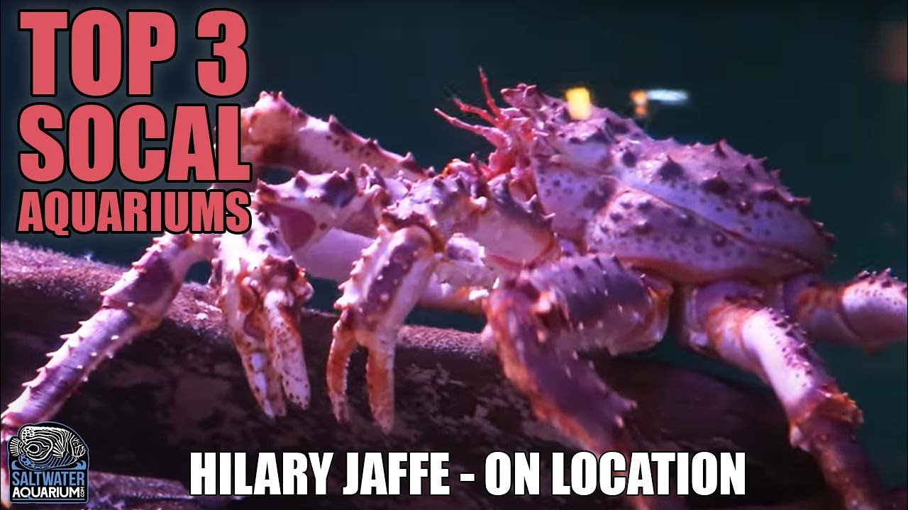 TOP 3 SoCal Aquariums - Hilary Jaffe On Location