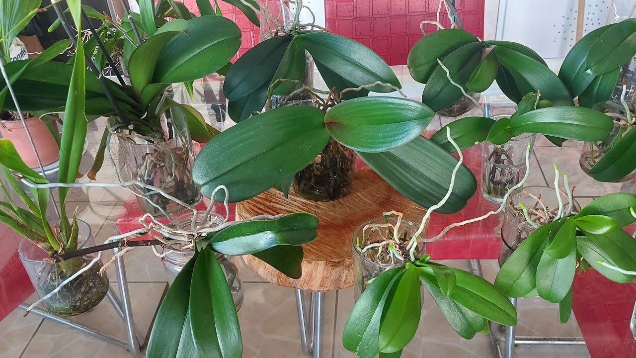 DIA DE DUBAÇÃO DAS ORQUÍDEAS CULTIVADAS NO VIDRO DA MINHA IRMÃ