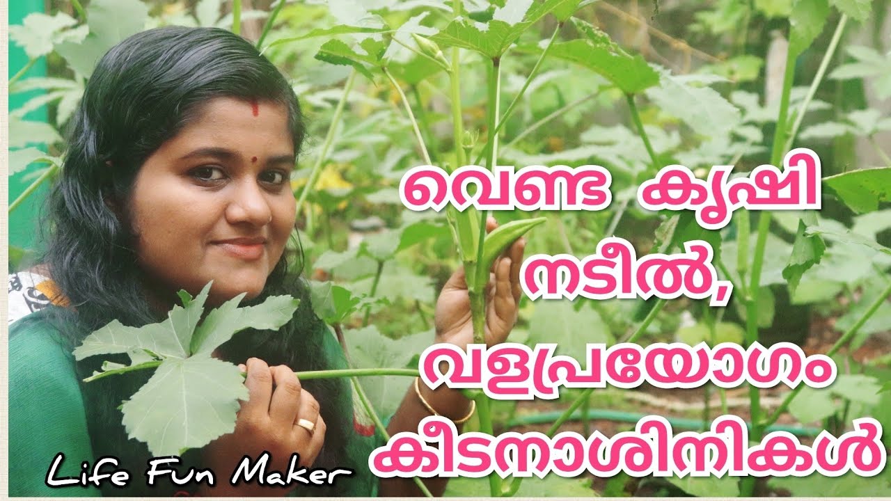 വെണ്ട കൃഷിയും ജൈവ കീടനിയന്ത്രണവും ! Ladies Finger Cultivation Tips ! Okra (Bhendi) Farming