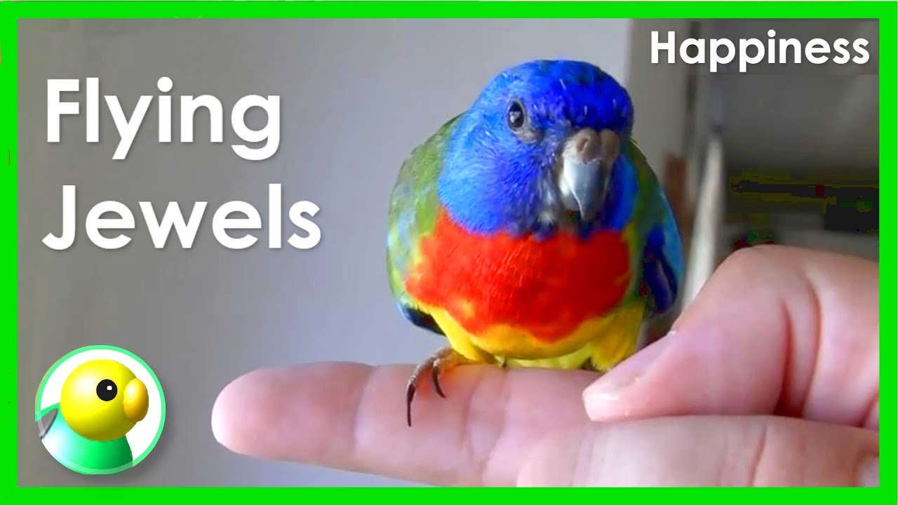 Scarlet Chested Parrots, Flying Jewels, Species Appropriate Husbandry
