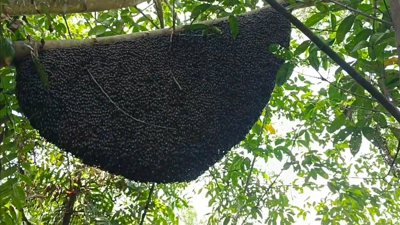 Lebah terganas!!  Di buat kalang kabut sama lebah jumbo ini