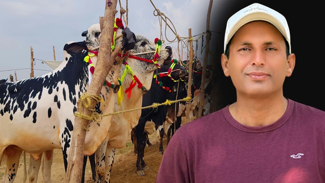 Animals Rate in Gondal Mandi Pakistan | Heavy Bulls in Pakistan