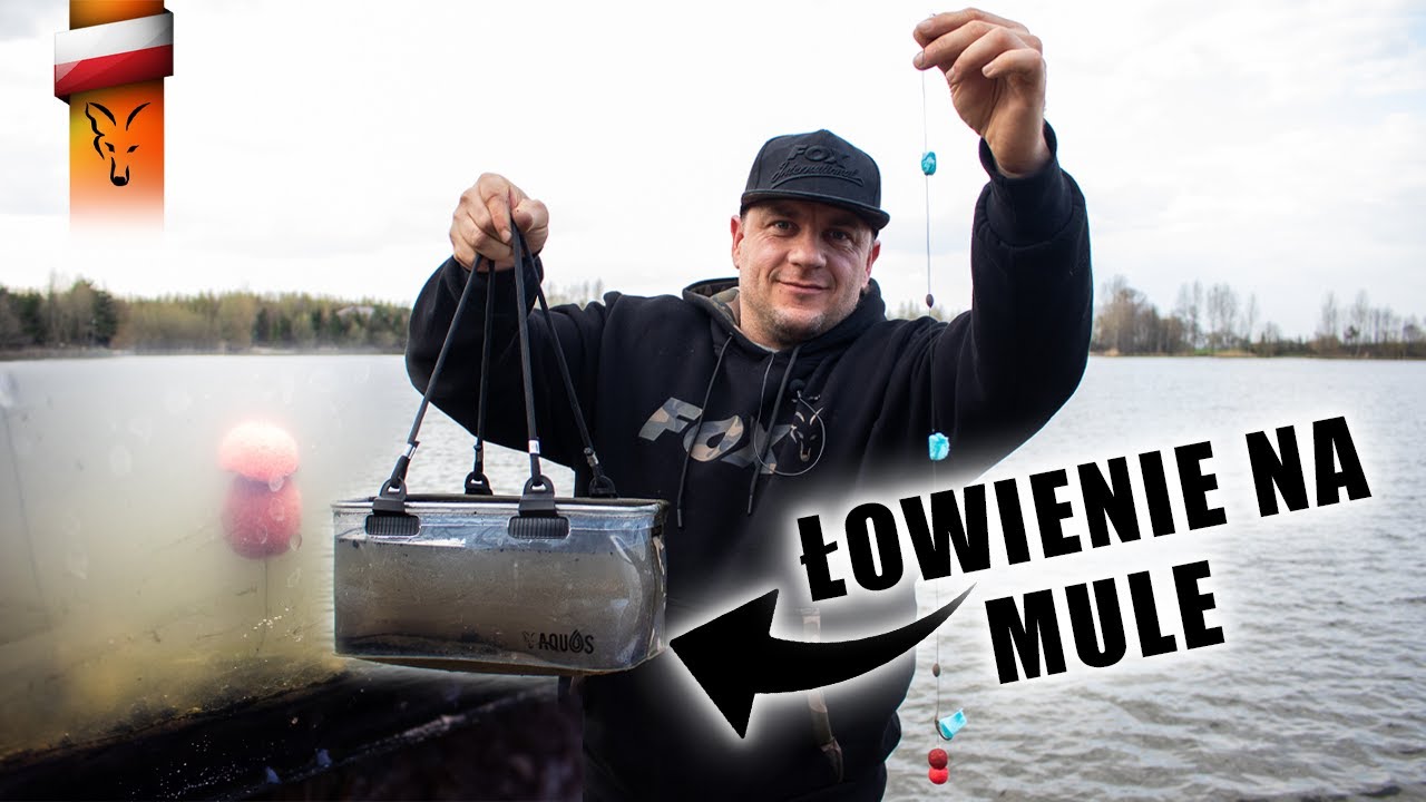 KARPIOWANIE NA MULE | Fox carp fishing