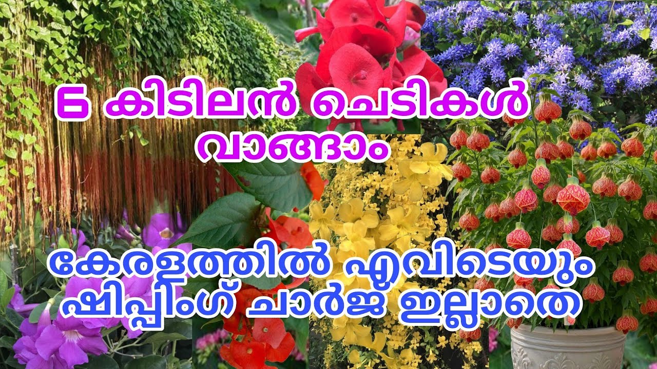 🥰🌺🔥6 കിടിലൻ ചെടികൾ ഷിപ്പിംഗ് ചാർജ് ഇല്ലാതെ കേരളത്തിൽ എവിടെയും അയച്ച് തരുന്നു#gardening #viral #trend