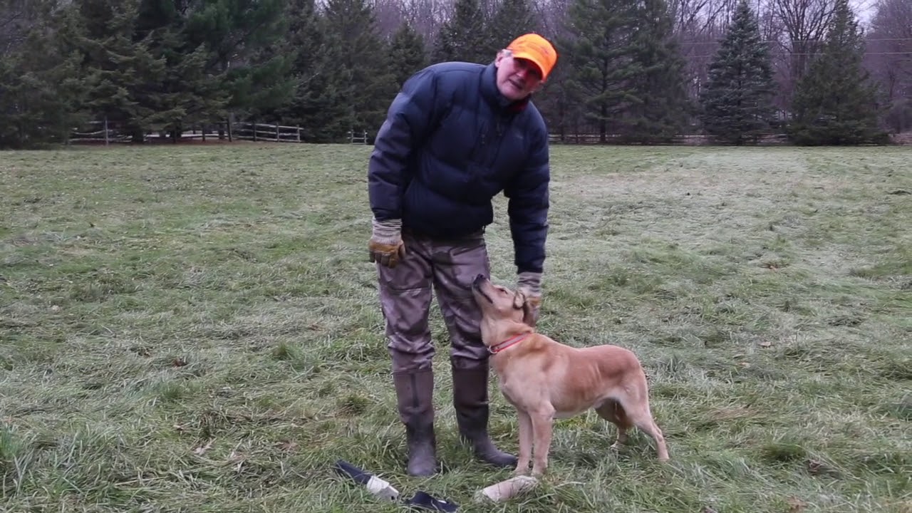 Fitz Imported Trained Yellow Male British Labrador