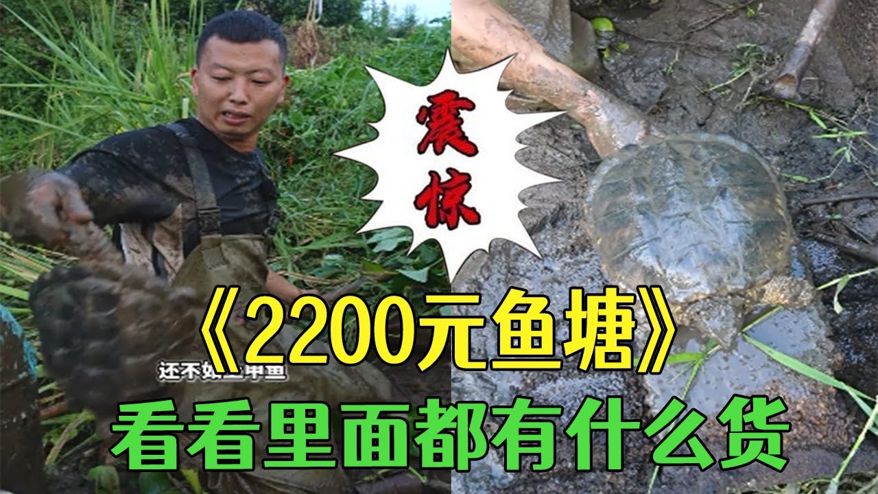 花2200塊包下壹口魚塘，看看裏面都有什麽貨？#小飛哥#三農 #戶外 #我的鄉村生活 #抓魚 #包塘