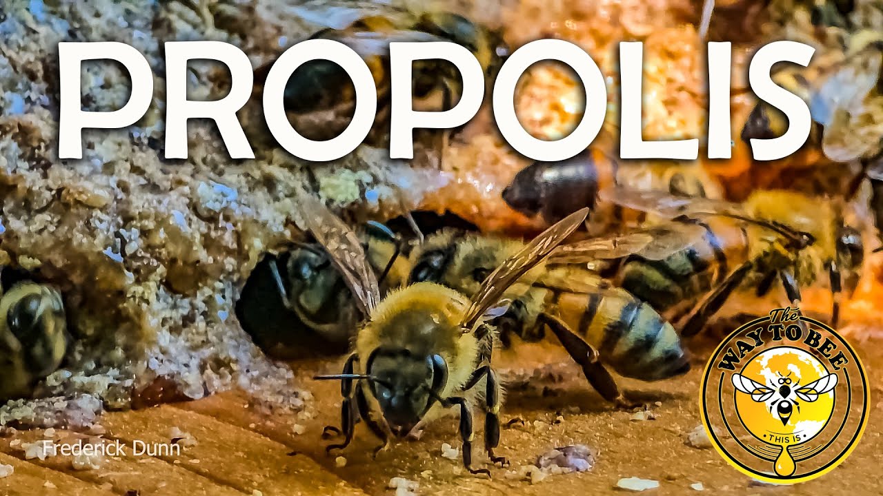 Propolis on a hive entrance, benefits of bee applied propolis explained.