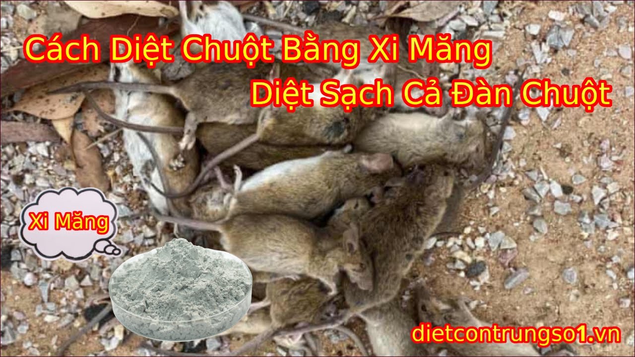 Bí quyết cách diệt chuột bằng xi măng diệt sạch cả đàn chuột sau 1 đêm