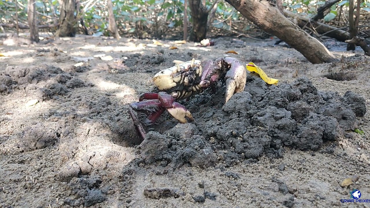 Caranguejo U&ccedil;a comendo lama - Ucides cordatus