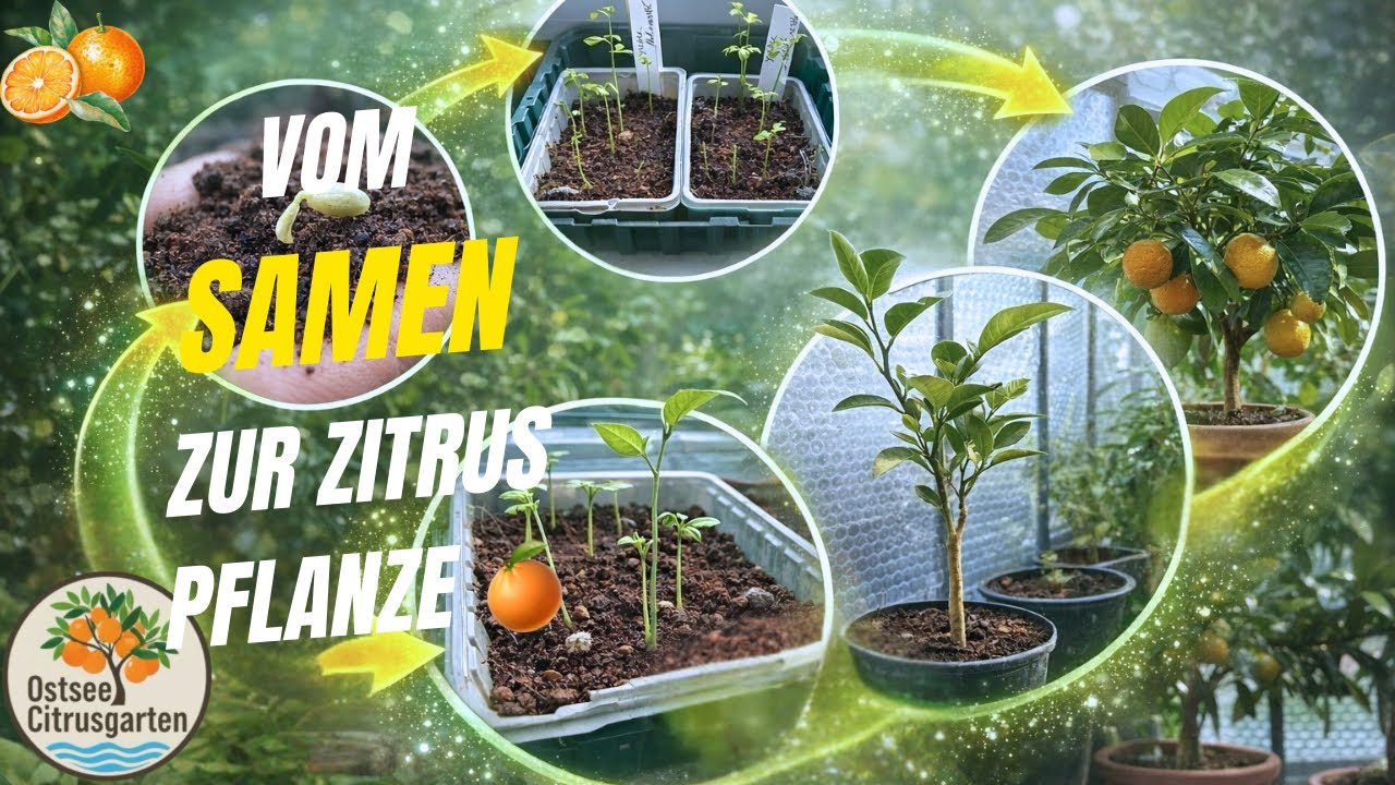 Zitrus aus Samen ziehen – Entwicklung, Zeit & Veredelung erklärt