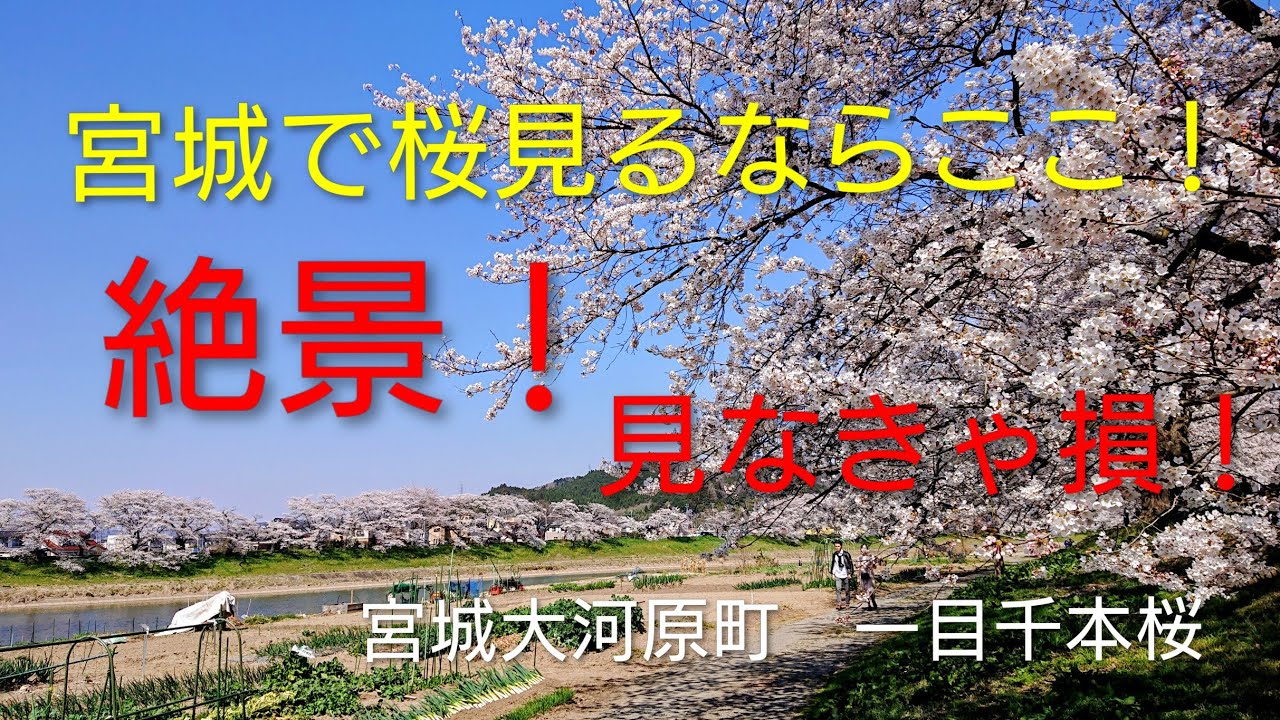 【宮城の絶景　桜名所】行くべき！！観光地紹介　宮城県　大河原町白石川堤一目千本桜　動画撮影2023 04