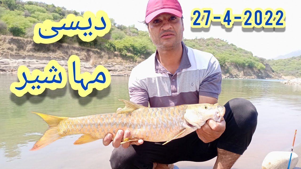 Desi Mahseer Fish Hunting at Poonch River | Beautiful Fish | Mangla Dam Fishing | Muhammad Saad