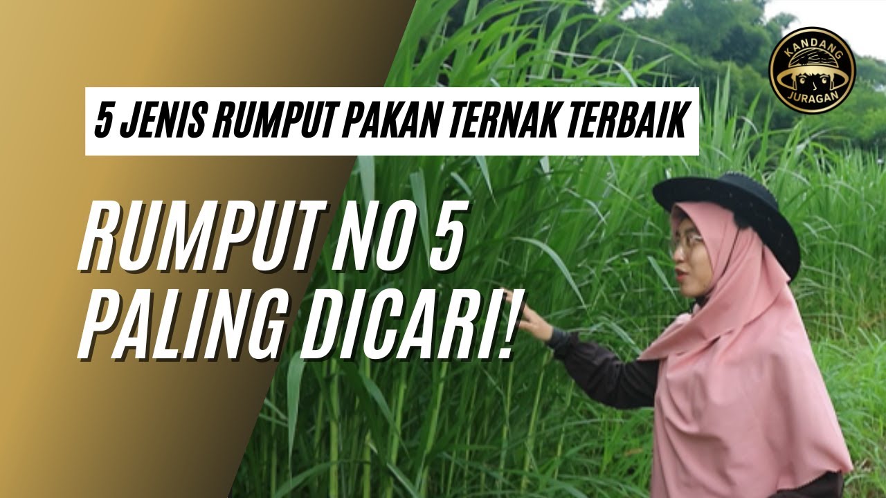 5 JENIS RUMPUT HIJAUAN PAKAN TERNAK TERBAIK! TINGGI PROTEIN !!