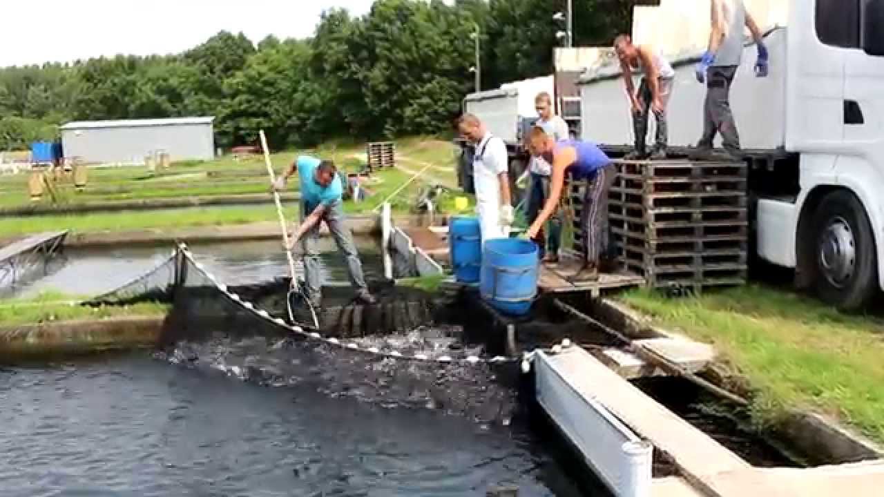 Transport ryb na żywo Mieczysław Pełka/Transporting alive fishes Mieczyslaw Pelka