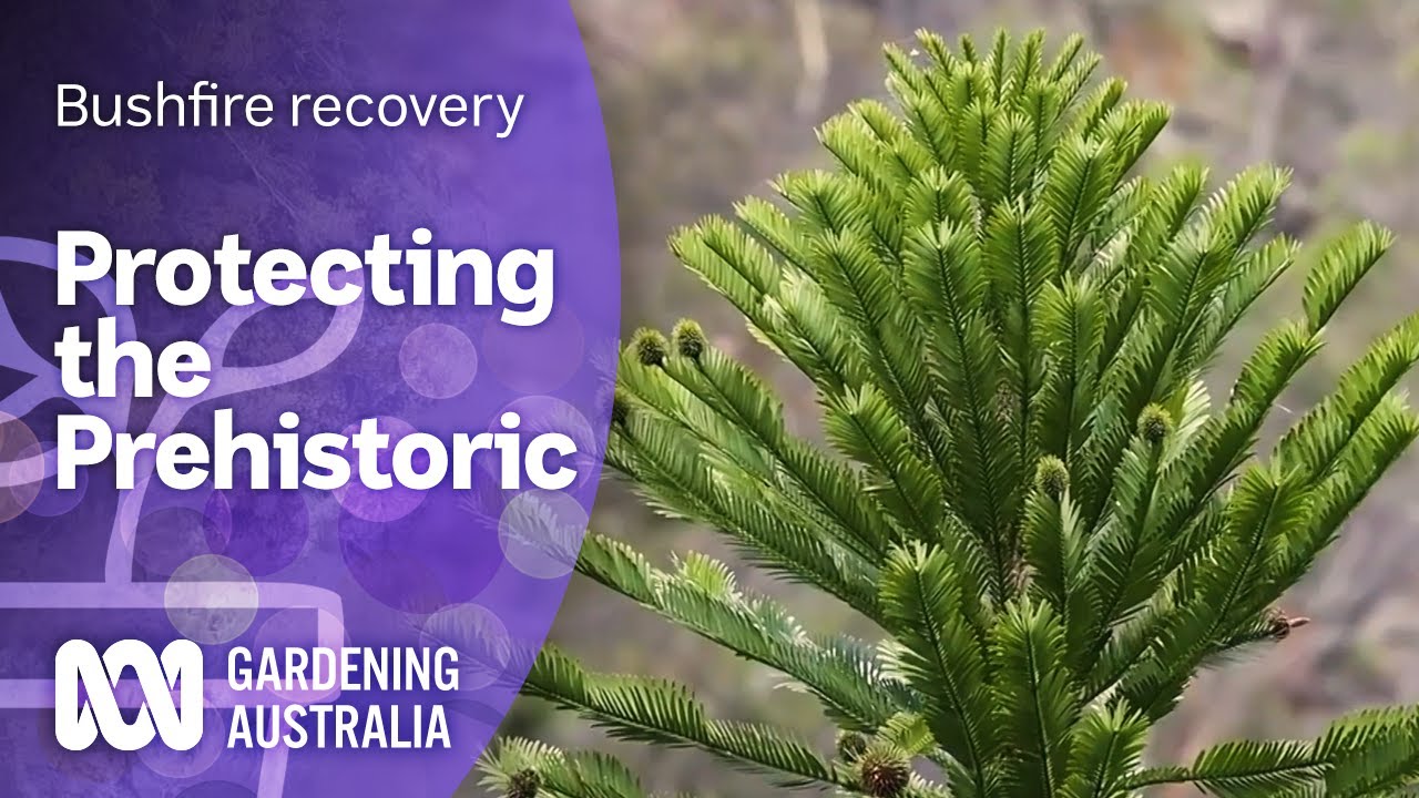 Protecting the prehistoric Wollemi Pine from fire | Bushfire recovery | Gardening Australia