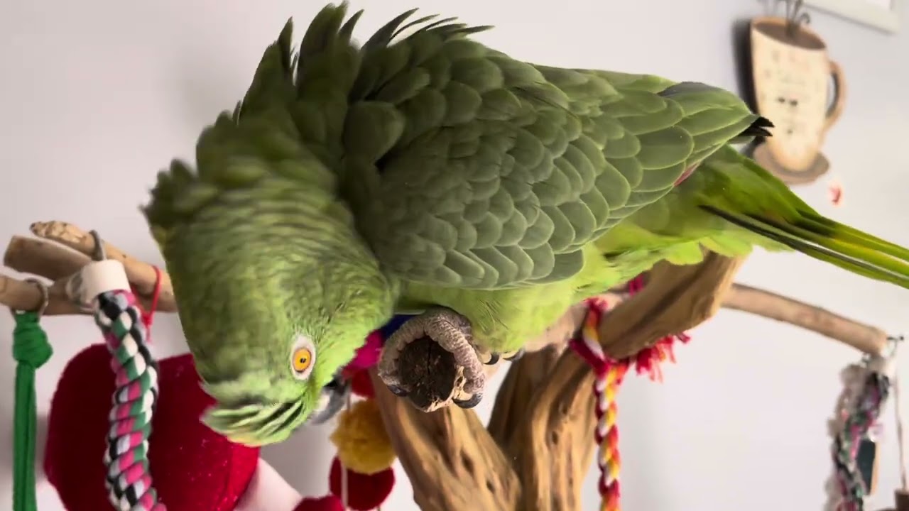 loro llorando , porque no llega su papá/loro, llorando, porque su papá lo mojó/loro