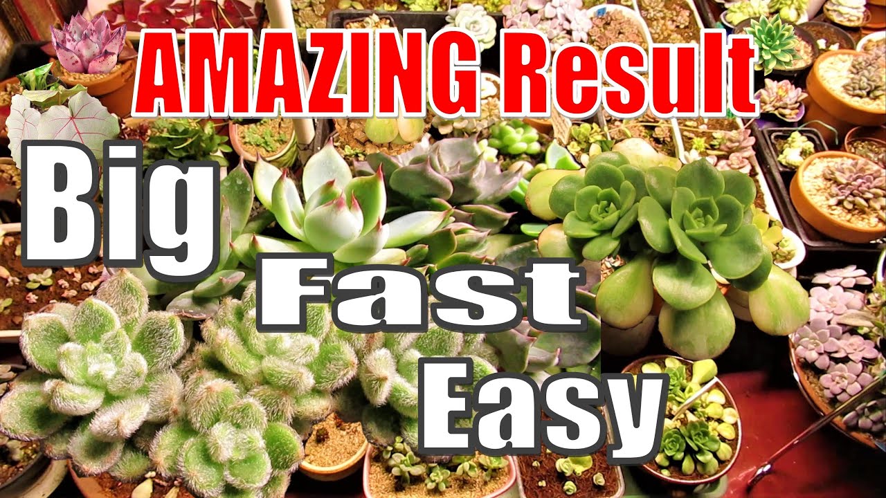 WHY YOU SHOULD GET A GROW LIGHT for Succulents and Indoor plants