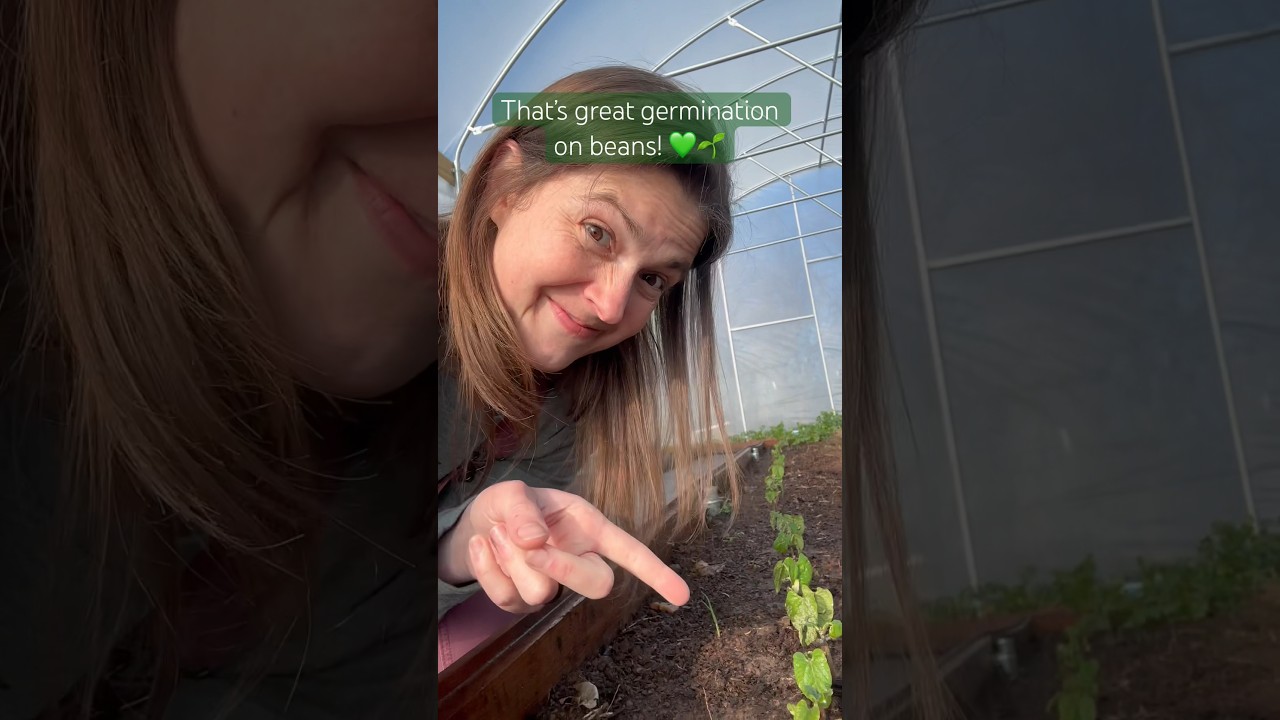How to get great germination rates on your bush/pole beans 💚🌱 #seeds #gardening #beans #harvestjoy