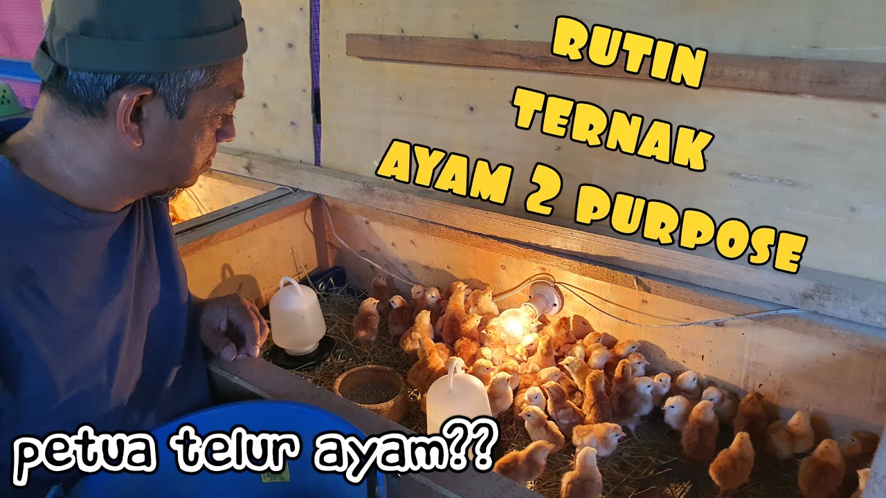 ✅️ HASIL LUMAYAN. PEMBIAKAN AYAM DUAL PURPOSE SANTAI TEPI RUMAH. SEDIKIT PETUA TENTANG TELUR