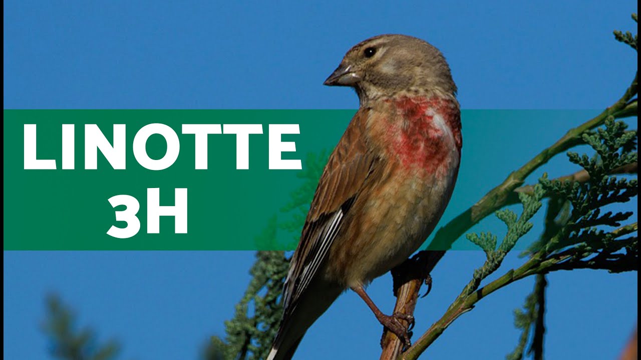 Chant de la LINOTTE MÉLODIEUSE | Linotte mélodieuse qui chante