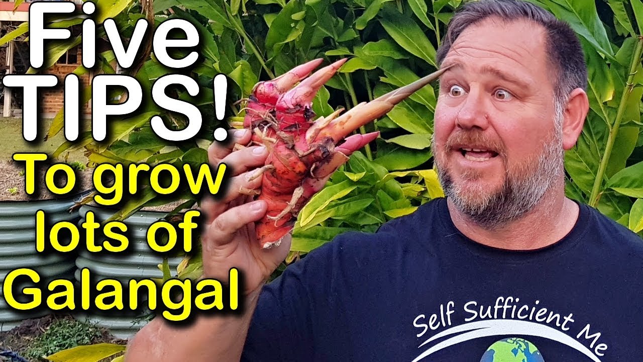 5 Tips How to Grow a Ton of Galangal in Container or Garden Bed