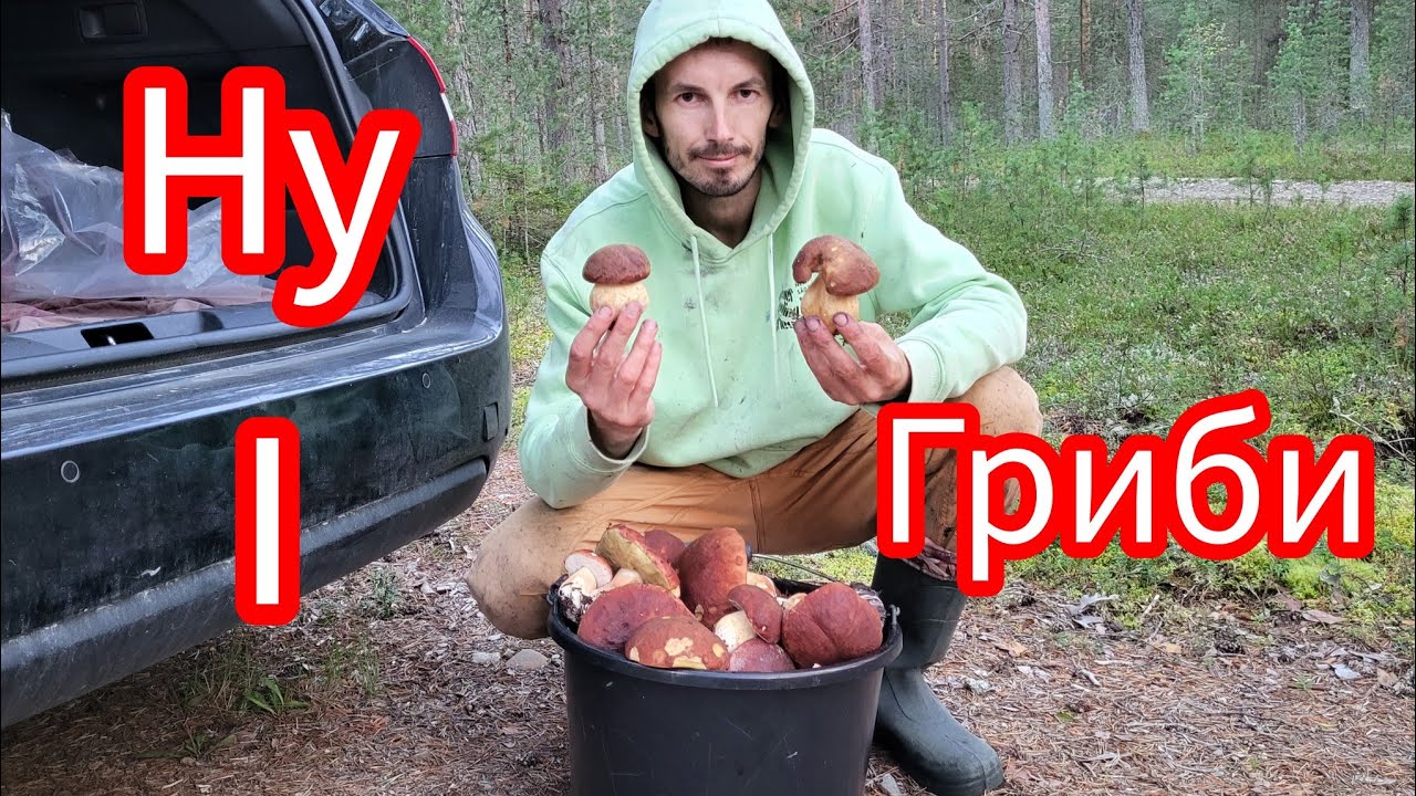 Сезон грибів в Швеції в цьому році сильно порадував грибників