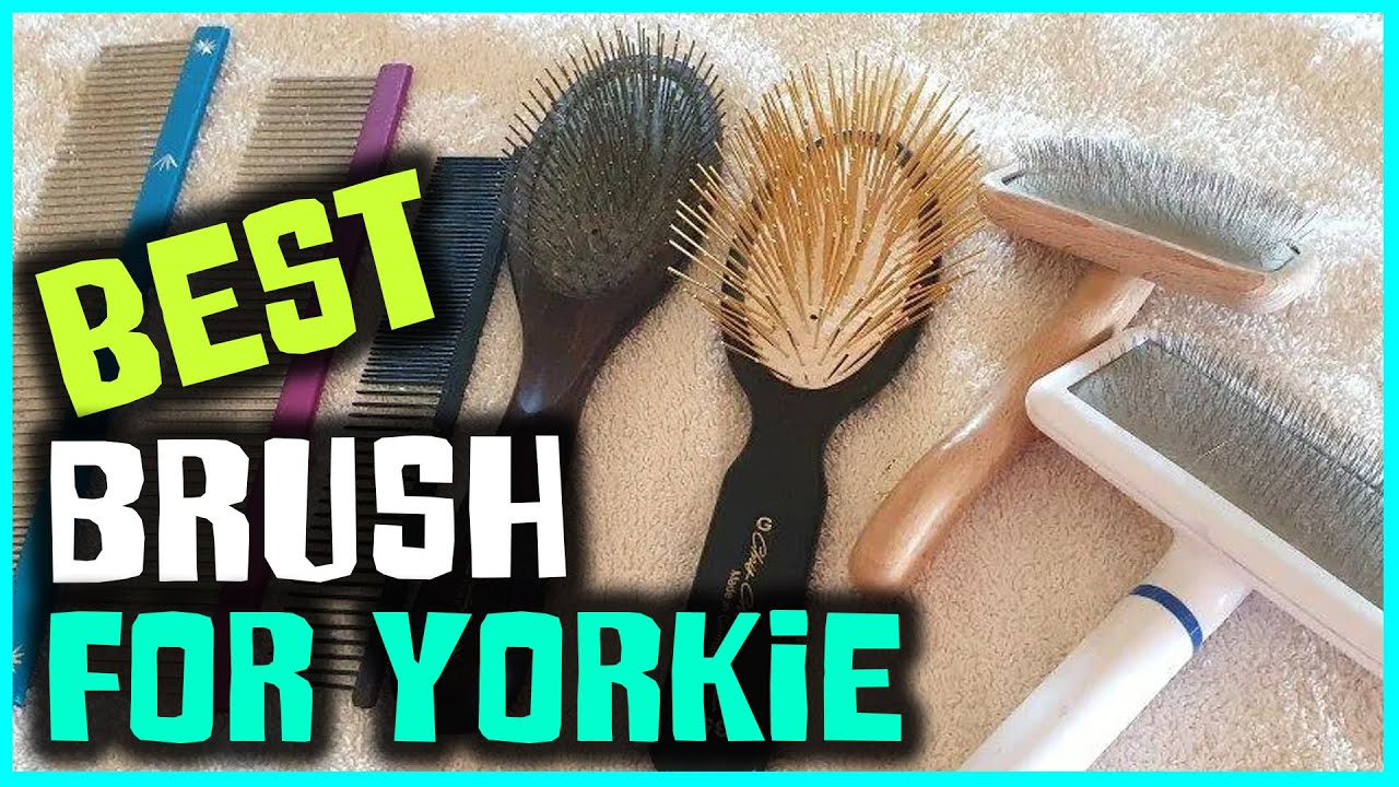 Best Brush for Yorkie in 2026 - Top 4 Review | Lightweight Professional, Stainless Steel Pins Brush