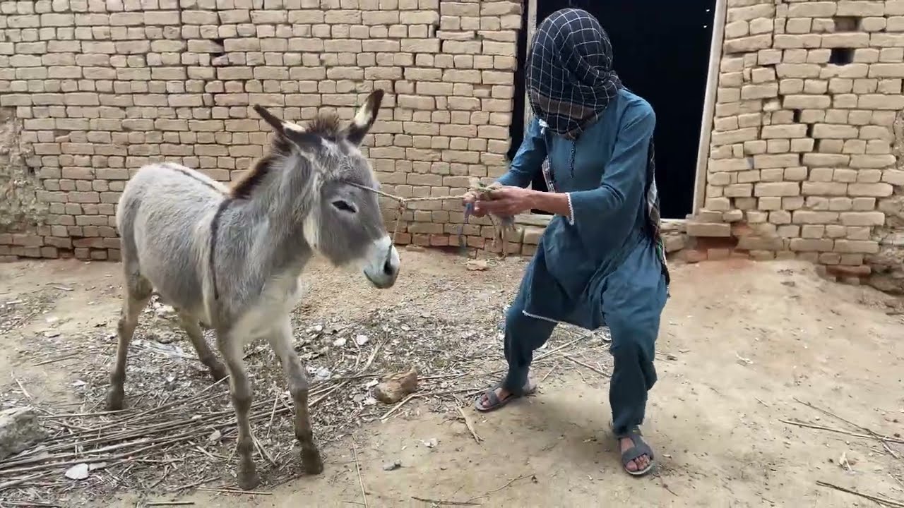 Donkey and me funny vlog gay nanga افلام اکشن2026😂😱OMG wait for end😱 #usa #donkey #donkeykong 