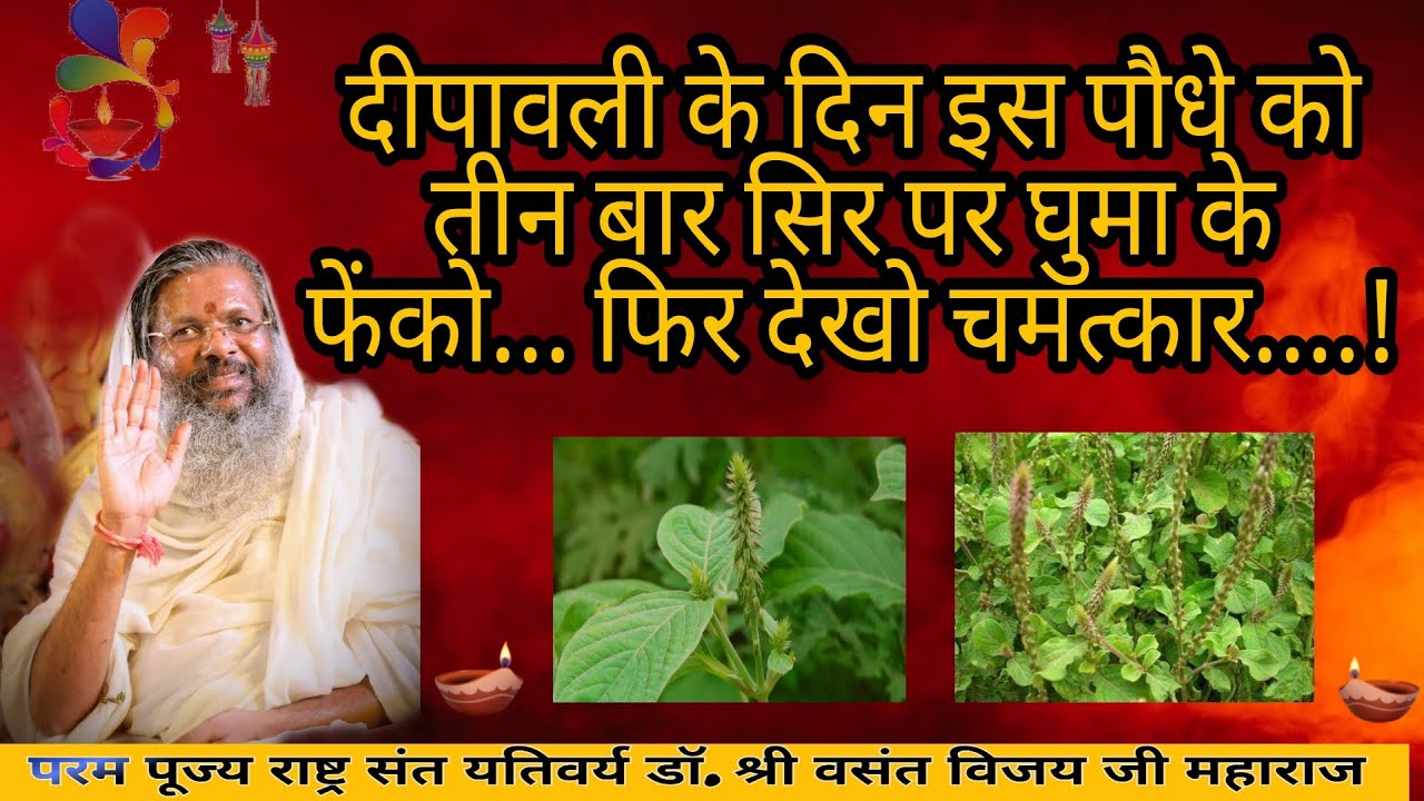 दीपावली के दिन इस पौधे को तीन बार सिर पर घुमा के फेंको... फिर देखो चमत्कार....!