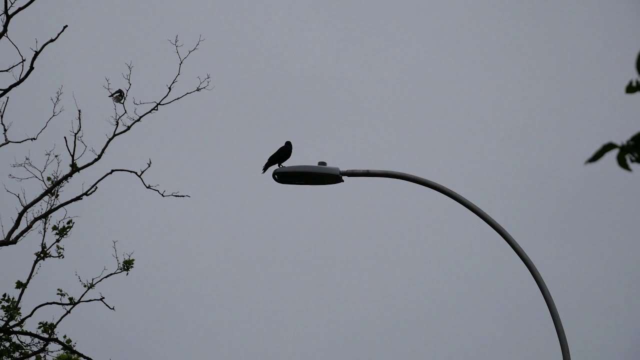 Mockingbirds: Angry territorial mockingbirds dive bombing on crow.