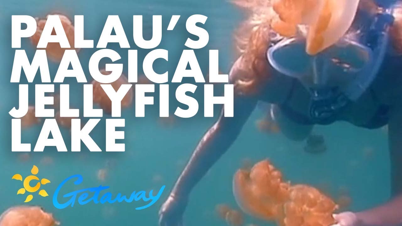 Getaway Rewind: Kelly Landry swims with golden jellyfish in Palau | Getaway 2021
