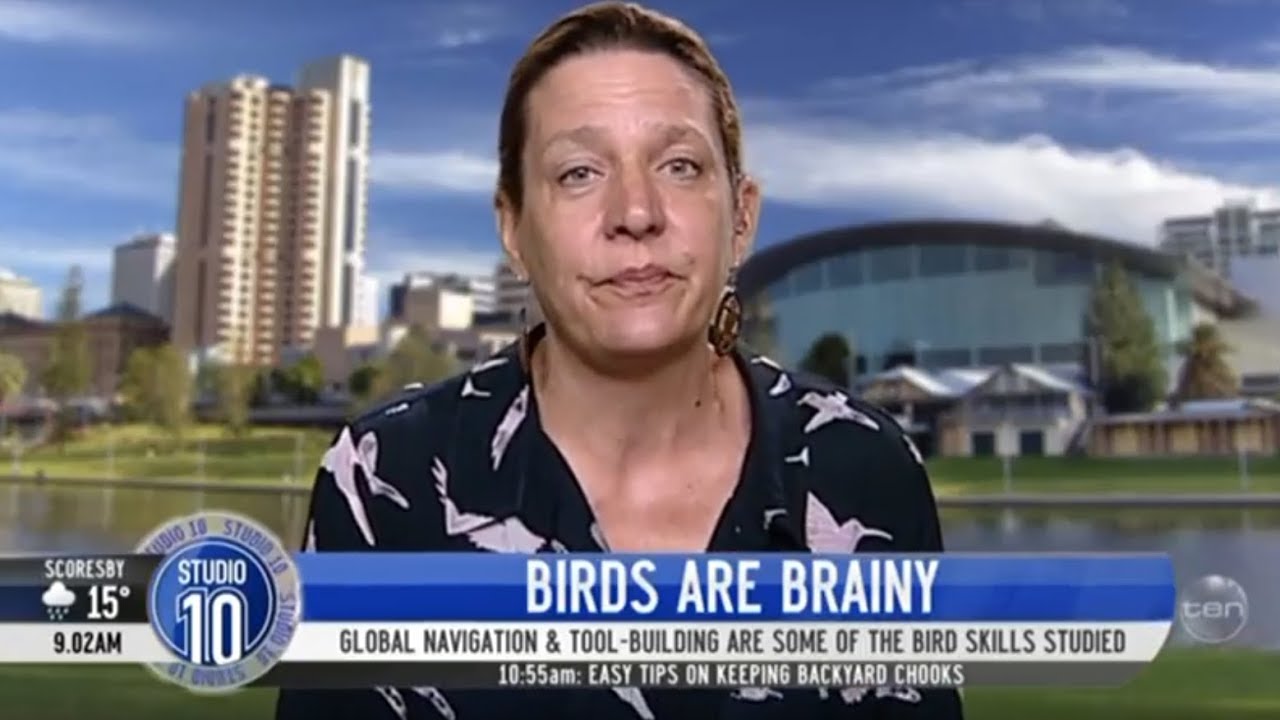 Channel 10 - Superb Fairy-wrens sing to chicks before they hatch