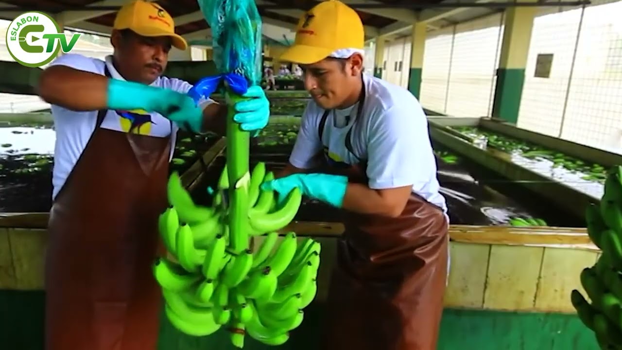 Ecuador consolida su liderazgo como principal exportador mundial de banano.