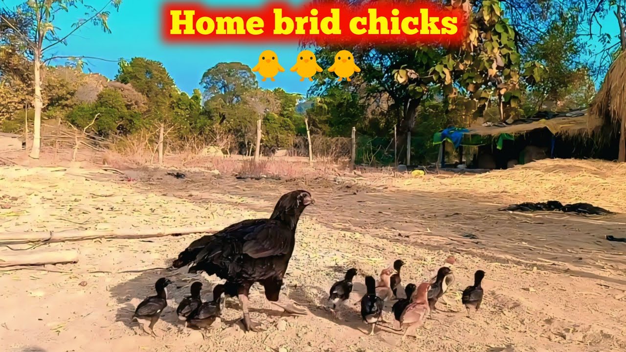 Home brid chicks 🐥||murgi palan video||farming video #murgi #farming #aasil farm #sk farm 