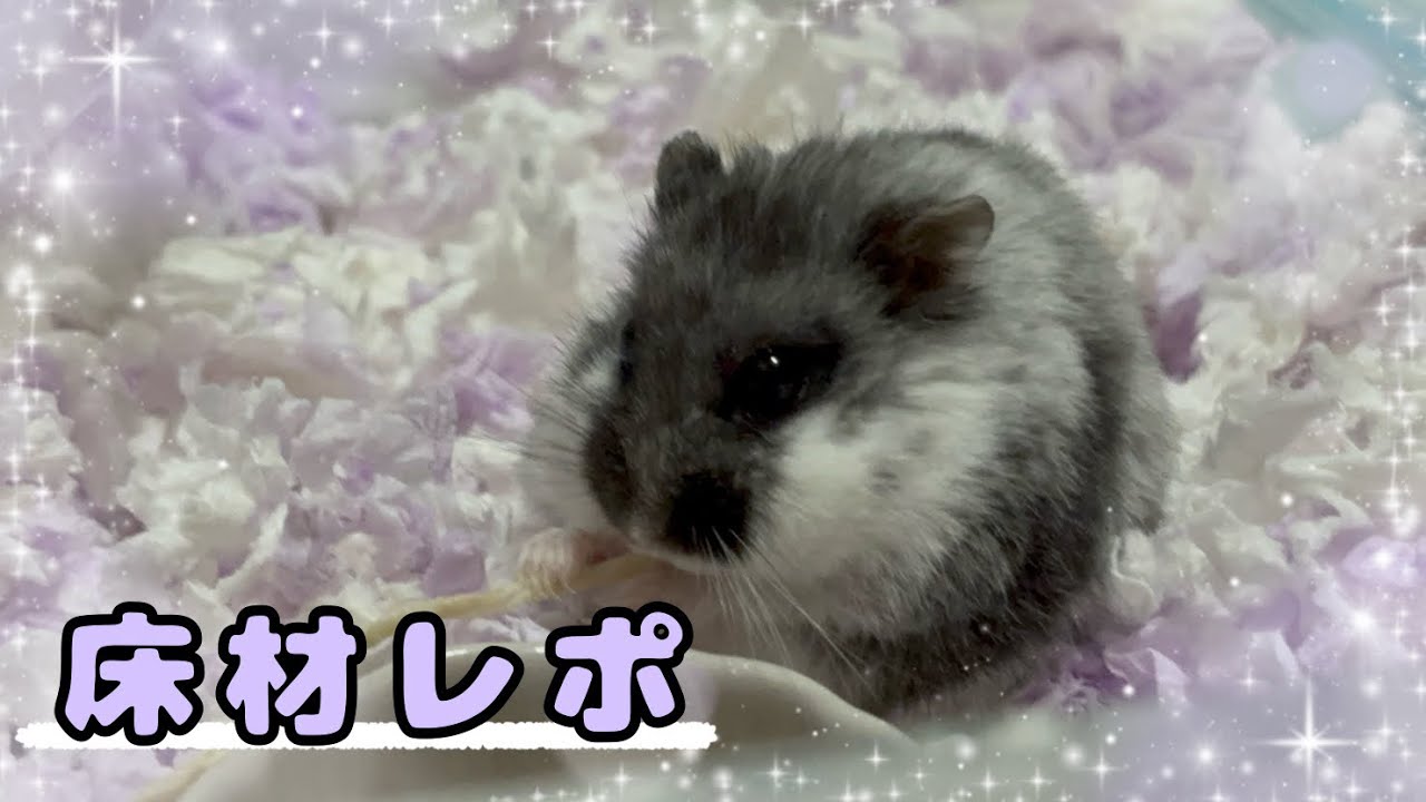 ハムスターの床材レポ！〜もふもふな姿を添えて〜