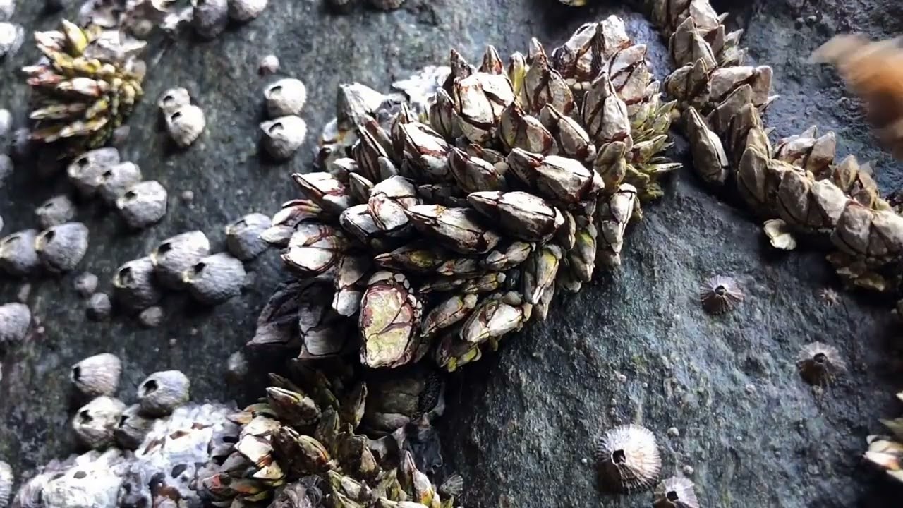 Barnacle ASMR - My daily work at sea (episode 3 )