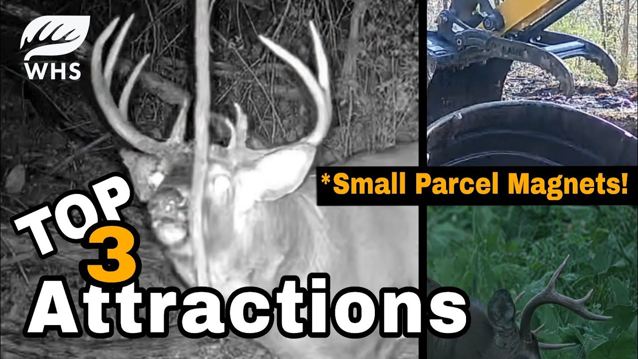 Top 3 Attractions For Deer Hunting