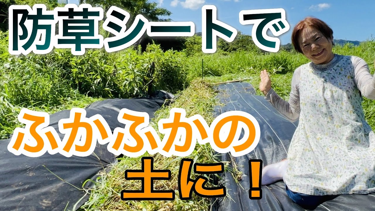 普通、防草シートは草を生やさないために使いますが、自然農の場合は目的が違います