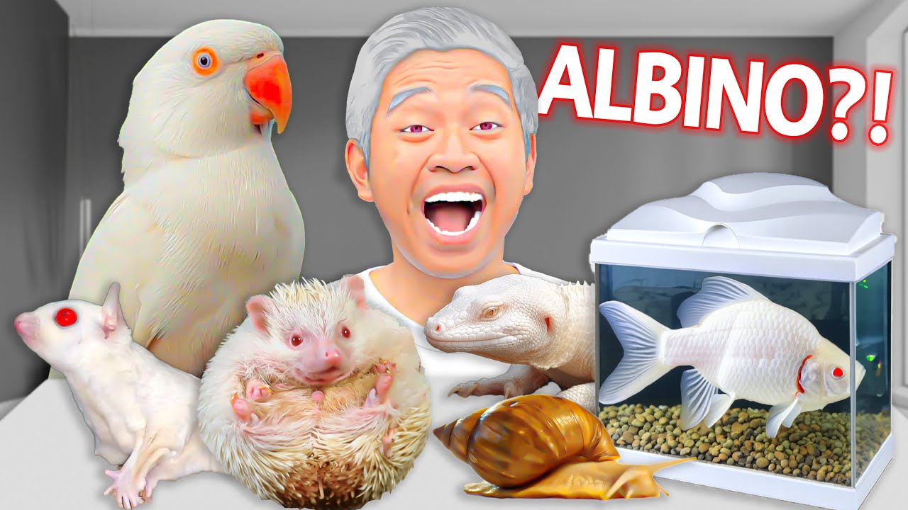 BELI SEMUA HEWAN WARNA PUTIH ALBINO DI PASAR HEWAN SUKAHAJI BANDUNG!