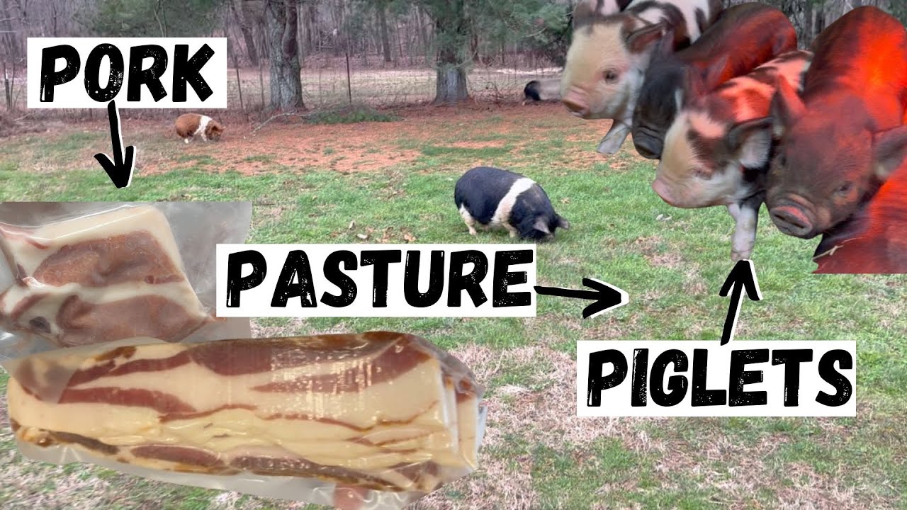 New Pasture, Pork, and Eggs!
