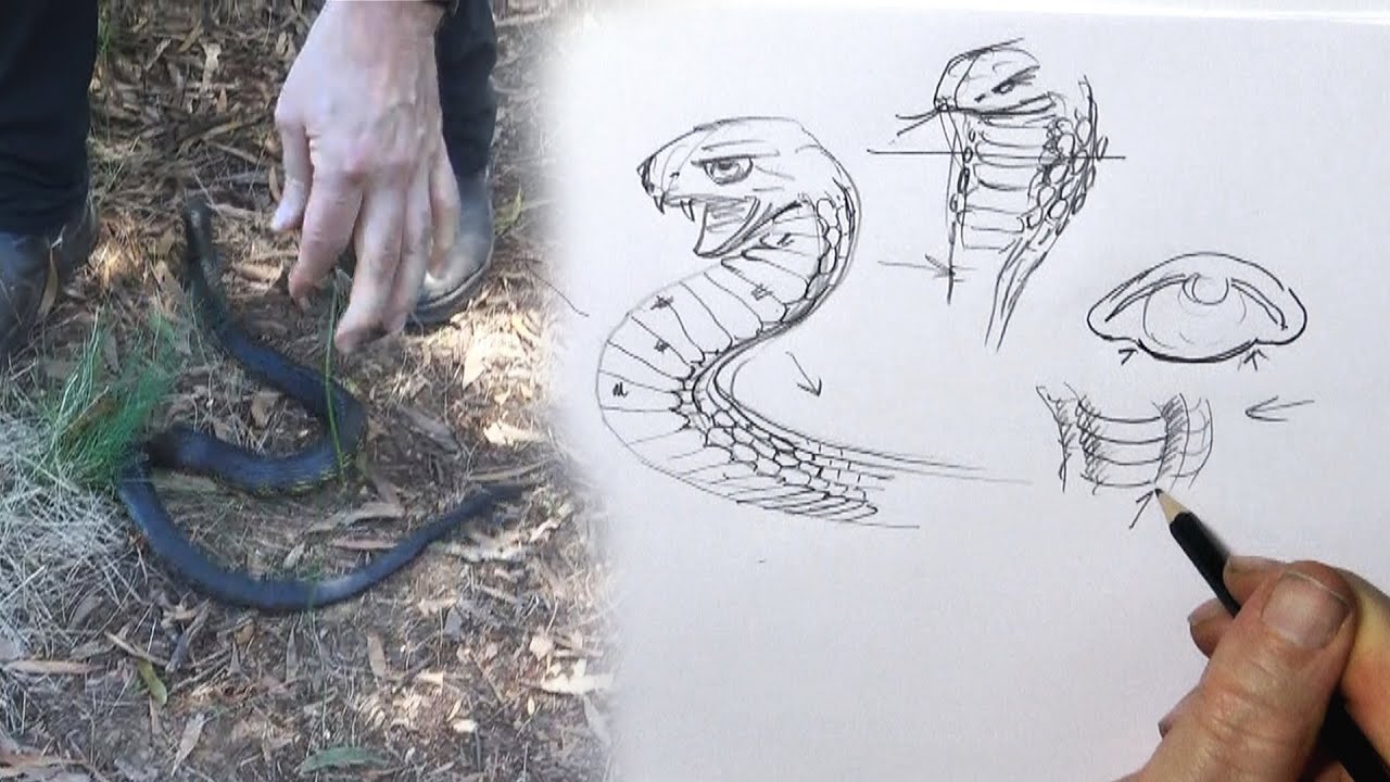 HOW TO DRAW SNAKE BELLY SCALES and snake release.